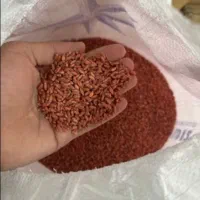 فروش ویژه بذرگندم فلکساواوکراینی ازصربستان و ترکیه