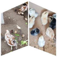 تخم مرغ 100درصد نطفه دارگلین عشایری اصیل