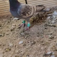 پشت تاووسی آلمانی|پرنده|عطاملک, |دیوار