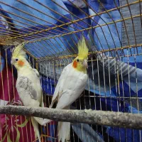 جفت عروس لوتینو دوکت|پرنده|رشت, منظریه|دیوار