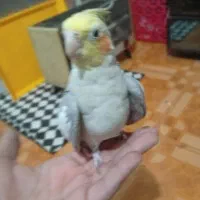 یک جفت عروس هلندی مولد سینامون