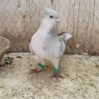 نر ساده مگسی کاکلی|پرنده|فرح دشت, |دیوار