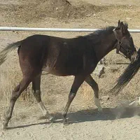 کره خود یورقه نریان درشت عالی4ماهه|اسب و تجهیزات اسبسواری|شاندیز, |دیوار