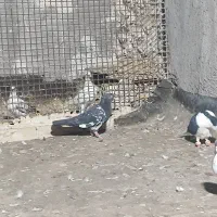 کفتر رنگه و جوجه بوم