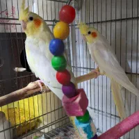 جفت عروس هلندی با تخم