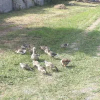 فروش غوقاز گوشتی