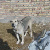 شاه ماده ۳ساله