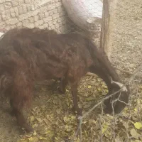 بز بزغاله|حیوانات مزرعه|جوادآباد, |دیوار