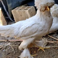 مرغ و خروس سلطان|حیوانات مزرعه|اصفهان, ارزنان|دیوار