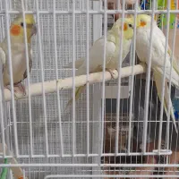 عروس هلندی حراج|پرنده|محمدیه-قزوین, |دیوار