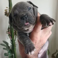 توله امریکن بولی