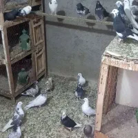 جوجه گرفتنی