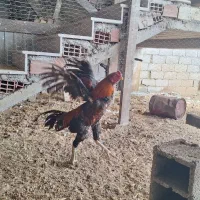 خروس و مرغ لاری یکساله تخم گذار.جوجه.تخم مرغ