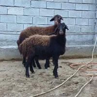 گوسفند بره دار نژاد دار فروشی|حیوانات مزرعه|مینودشت, |دیوار