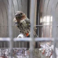 سهره نر.جوجه گلبسر.جوجه سهره .آگهی بخون|پرنده|تربت جام, حافظ|دیوار