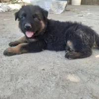 توله سگ ماده  چهار ماهه