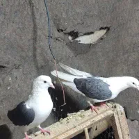 کبوتر