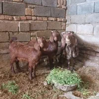 بز و کره (بردسیر)