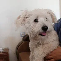 سگ نژاد miashitzo|سگ|جم, |دیوار