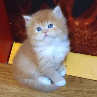 بچه‌ گربه‌ بریتیش اسکاتیش پرشین