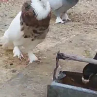 کبوتر طوقی شازده نرماده|پرنده|راهگان, |دیوار