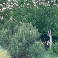 کاج|خدمات باغبانی و درختکاری|قدس, شهر‌قدس|دیوار