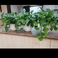 قلمه گل پتوس|گل و گیاه طبیعی|قزوین, |دیوار