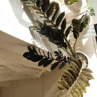 زاموفیلیا بلک وسبز