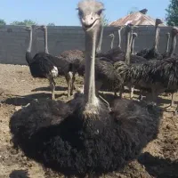 کشتار  شترمرغ وقطعه بندی