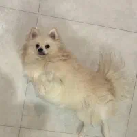 گمشده