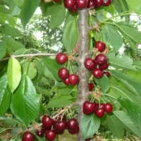 نهال گیلاس بینگ آمریکایی ،درخت گیلاس در نهالستان|گل و گیاه طبیعی|مشهد, خواجه ربیع|دیوار