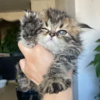 گربه پرشین|گربه|اصفهان, دانشگاه اصفهان|دیوار