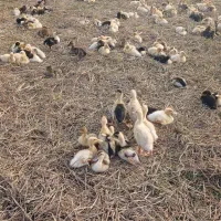 فروش جوجه اردک های یک ماهه(با تضمین سلامت و اصالت)|حیوانات مزرعه|گوراب زرمیخ, |دیوار