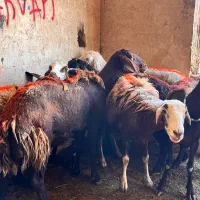 8 راس میش جوان آبستن فروشی