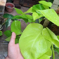 گل و گیاه آپارتمانی|گل و گیاه طبیعی|سبزوار, امیر کبیر|دیوار