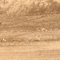 کارگر گوجه چین میخوام