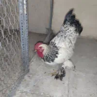 خروس برهما