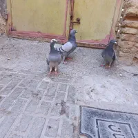 کبوتر مسافتی|پرنده|سمنان, |دیوار