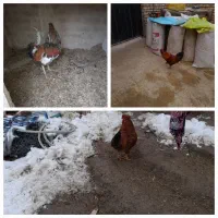 سلام سه عددخروس به فروش میرسد