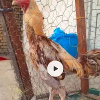 دوتا لاری اصل افغان