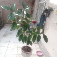 گل خوشگل