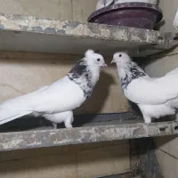 کبوتر طوقی نامبروان