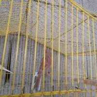 4تا قناری نر مست شلاغی و یه ماده مست ابپخش|پرنده|بوشهر, |دیوار