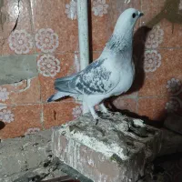 جفت بدرنگ|پرنده|کرمان, |دیوار