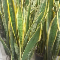 گیاه آپارتمانی سانسفریا|گل و گیاه طبیعی|اهواز, شریعتی جنوبی|دیوار