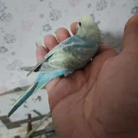 مرغ عشق رینبو و رینبو انگلیسی|پرنده|رشت, پیرکلاچای|دیوار