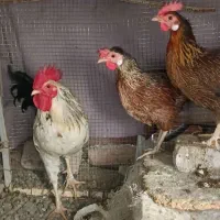 دوعدد مرغ ویک خروس محلی فروشی