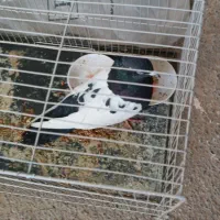 سینه سیاه نر