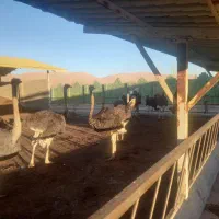 فروش جوجه شترمرغ آذربایجانشرقی