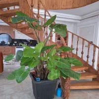 گیاه بابا آدم بزرگ